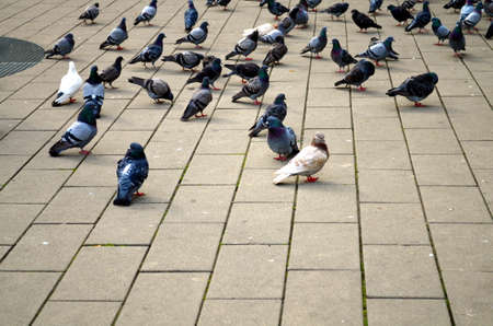 flock of pigeons at a street in berlinの写真素材
