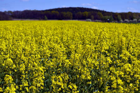 yellow field of rapeseeds in germany in springtimeの写真素材