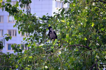 Raven sitting on a tree in a big cityの写真素材