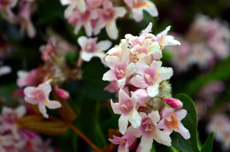 small pink and white blossom on a bushの写真素材