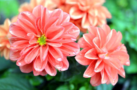 Orange Dahlia flower growing on a bush after rainfallの写真素材