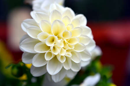 white dahlia flower growing on a bush after rainfallの写真素材