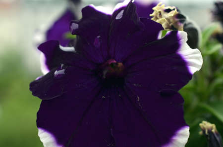 closeup of very dark purple petunia blossomの写真素材