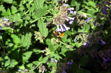 bumblebee pollinates a blue weed plant in summerの写真素材