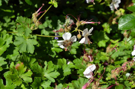 wasp Insect pollinating blue weed flower in summerの写真素材