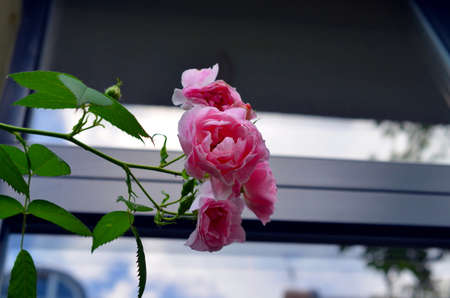 Rose bush with lots of pink roses in bloom at summertimeの写真素材