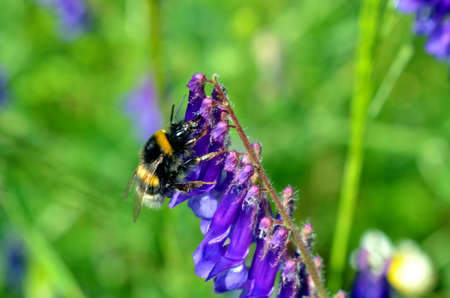 flower gets pollinated by a bumblebee in summertime