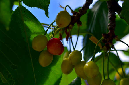 cherrys growing on a tree in summerlightの写真素材