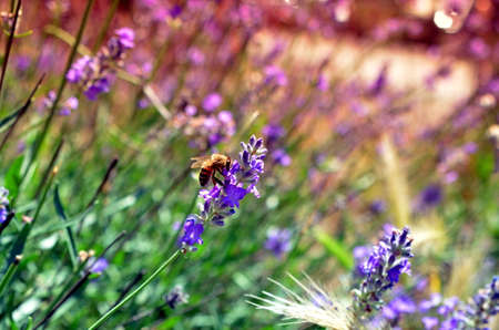 honey bee on lavender flower pollinating in summer