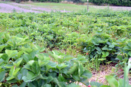 rows of a strawberry field with grown fruitsの写真素材