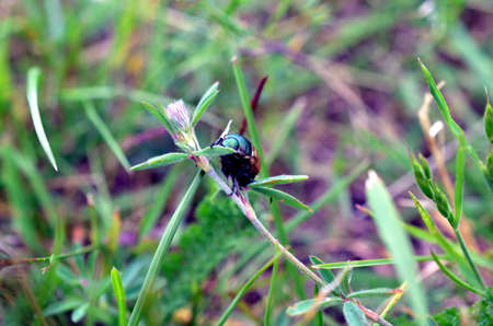 Closeup bug life on flower plant in green blurred background, nature life, nature backgroundの写真素材