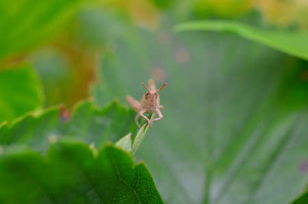 closeup of a grasshopper sitting on a green plantの写真素材