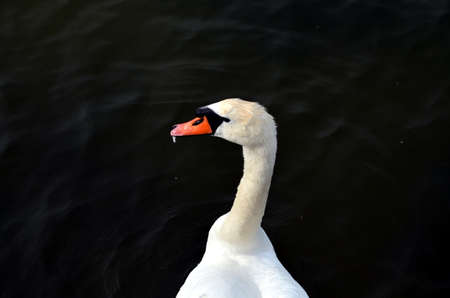 mature white swan swimming in baltic sea