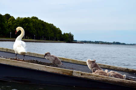 swan with baby chicks at baltic sea, germanyの写真素材