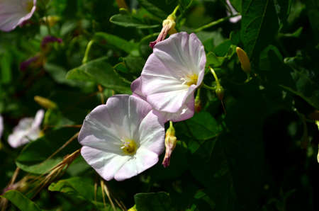 white Calystegia sepium closeup growing in sun