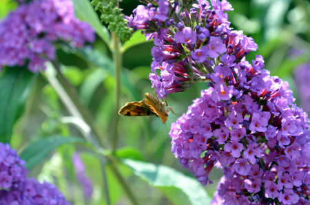 violet and purple summer lilac with butterfly sitting on it