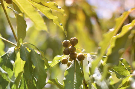 small young olives grown on a branch during evening sunの写真素材