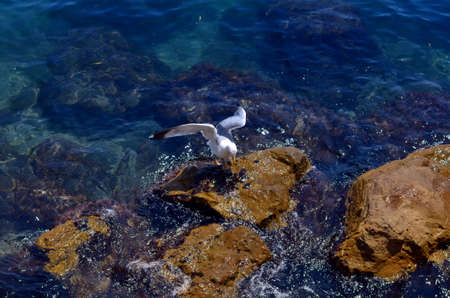white seagull sitting a the blue coast of seaの写真素材