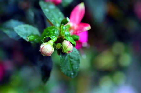 blossoms of pink fuchsia with drops after rainfall