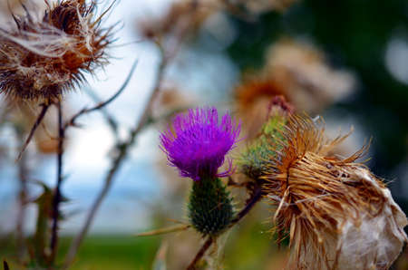 pink milk thistle flower in bloom in summerの写真素材