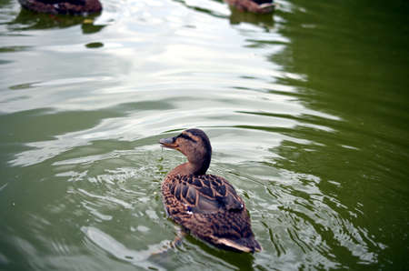 female wild duck mallard at a small lake in nature