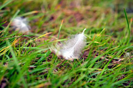 closeup of White bird feather in the grassの写真素材