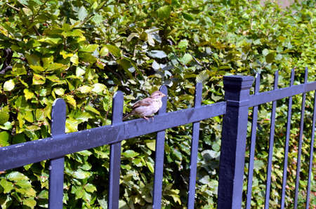 sparrow sitting on a metal fence with green bush backgroundの写真素材