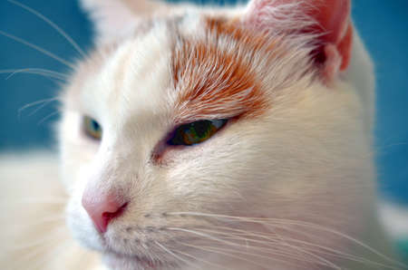 closeup face of a white cat with pink noseの写真素材