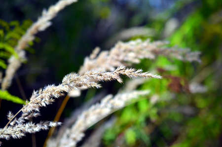 wheat head swinging in the wind druning summer
