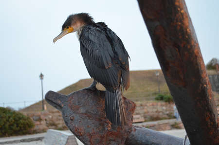 closeup of cormorant sitting on anchor in evening lightの写真素材