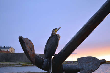 closeup of cormorant sitting on anchor in evening lightの写真素材