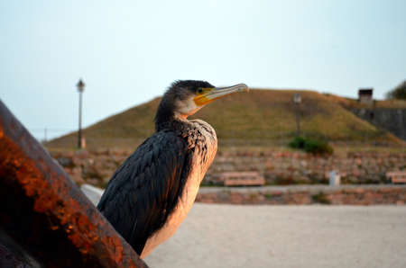 closeup of cormorant sitting on anchor in evening lightの写真素材