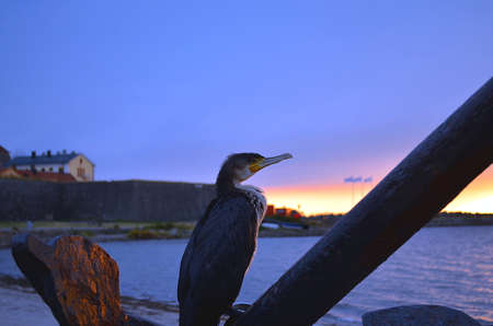 closeup of cormorant sitting on anchor in evening lightの写真素材