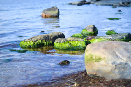 rocks in sea water covered with green algae