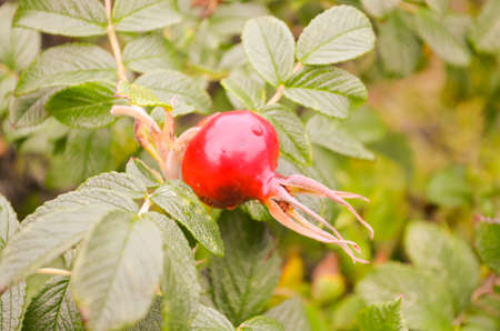 wild rosehip fruit growing on a bush