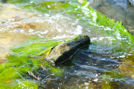 slippery rock in moving water with green algaeの写真素材