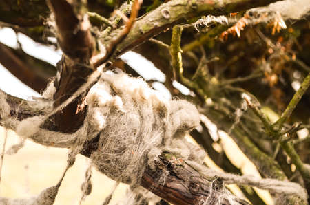 white sheeps wool hanging on a treeの写真素材