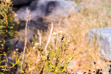 orange thistle plants in autumn or fall lightの写真素材