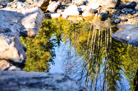 reflections of forest trees in clear puddle with rocks around