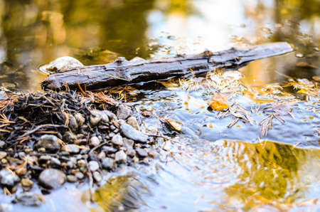small branch lying in a forest puddle