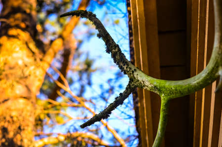 deer horns grown with moss hanging on wooden cottageの写真素材