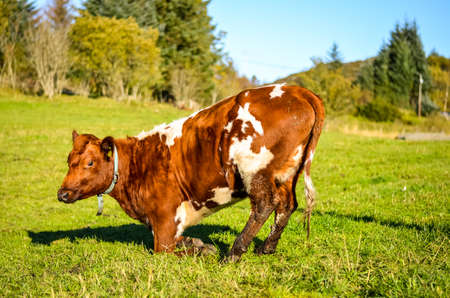 brown and white cow on the norwegian meadowの写真素材
