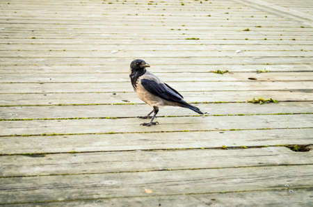 black raven bird walking over wooden floorの写真素材