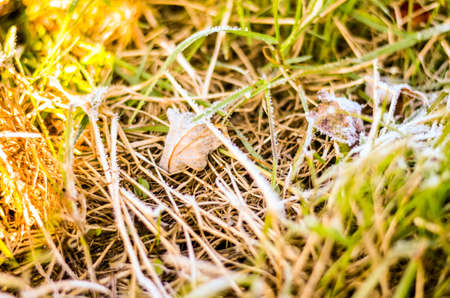 frosty grass and leaves in morning autumn time
