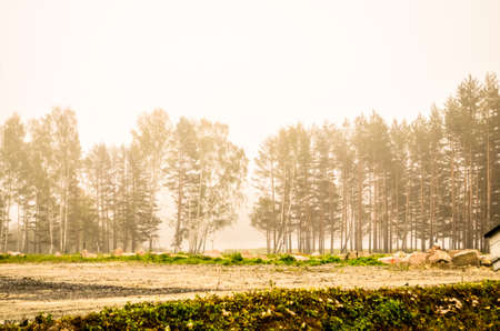 mystic morning fog in norwegian wood landscapeの写真素材