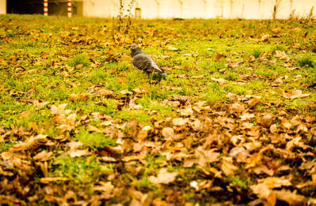 grey pigeon walking through autumnal leavesの写真素材