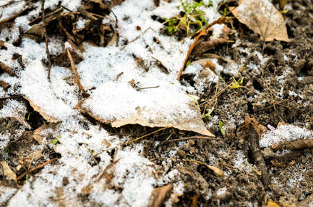old brown leaves softly covered with snowの写真素材