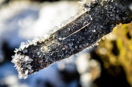 branch grown with ice crystals in winter sunlightの写真素材