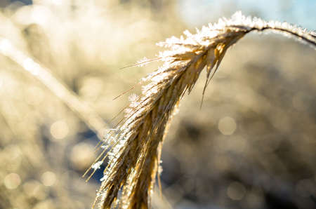 frozen wheat grown with ice crystals in wintersunの写真素材