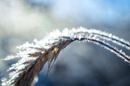 frozen wheat grown with ice crystals in wintersunの写真素材